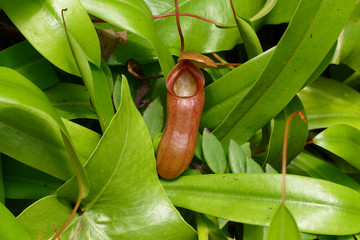 nice carnivorous plant trap