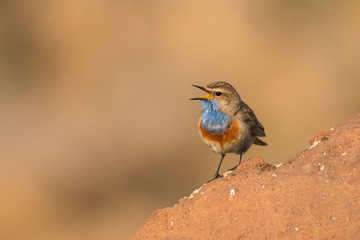 Stunning bird photo. Bluethroat / Luscinia svecica