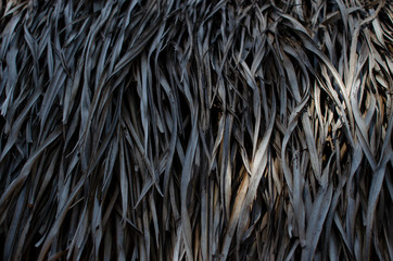 fondo con patron de textura de hojas secas de palma