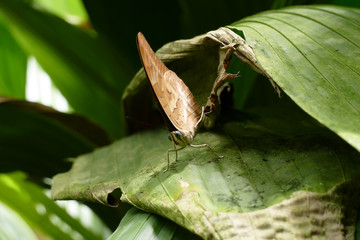 butterfly macro portrait