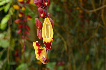 nice yellow red orchidea