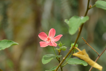 nice blossom of melastomataceae
