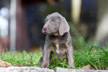 Rassehunde Weimeraner Welpen im Garten