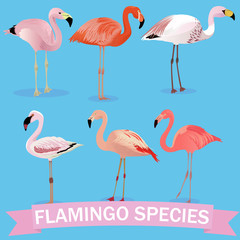 Flamingo species cartoon set. Vector birds collection