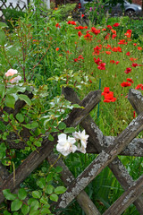 klatschmohnwiese hinter jägerzaun mit flechten und rosen