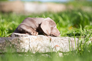 Rassehunde Weimeraner Welpen im Garten