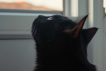 black cat looks out the window on the balcony