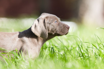 Rassehunde Weimeraner Welpen im Garten