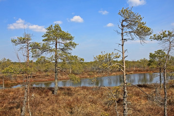Great Ķemeri Bog in Ķemeri National Park in Latvia