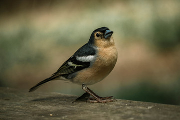 Bird, Tenerife, Canarias, Spain