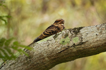 Large-tailed Nightjar - Caprimulgus macrurus nightjar in the family Caprimulgidae, found along the southern Himalayan foothills, eastern South Asia, Southeast Asia and northern Australia