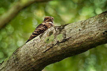 Large-tailed Nightjar - Caprimulgus macrurus nightjar in the family Caprimulgidae, found along the southern Himalayan foothills, eastern South Asia, Southeast Asia and northern Australia