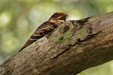 Large-tailed Nightjar - Caprimulgus macrurus nightjar in the family Caprimulgidae, found along the southern Himalayan foothills, eastern South Asia, Southeast Asia and northern Australia