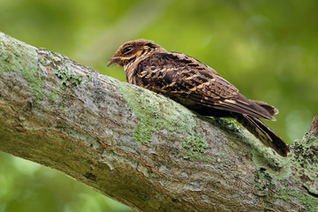 Large-tailed Nightjar - Caprimulgus macrurus nightjar in the family Caprimulgidae, found along the southern Himalayan foothills, eastern South Asia, Southeast Asia and northern Australia