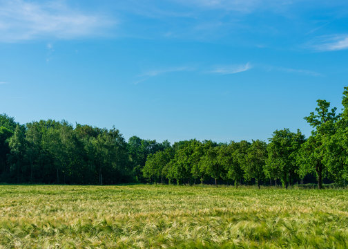 Feld mit Sommerweizen umgeben von Bäumen. Standort: Deutschland, Nordrhein-Westfalen, Borken