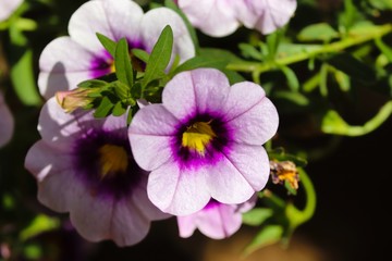 Blüte einer Petunie in violett