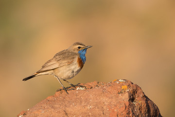 Stunning bird photo. Bluethroat / Luscinia svecica