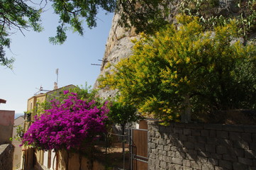 Blühende Bäume auf Sizilien