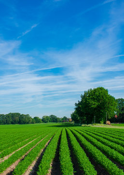 Karottenfeld mit jungen M&ouml;hrenpflanzen unter blauem Himmel. Standort: Deutschland, Nordrhein-Westfalen, Borken