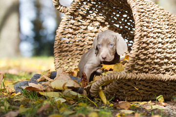 Weimeranerwelpen im Herbst