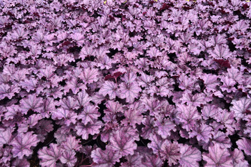 Fototapeta premium Heucherella, an extremely popular, evergreen garden plant. Heucherella and Tiarella crossword. It occurs in many colors and shapes of leaves.
