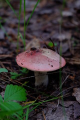 nature