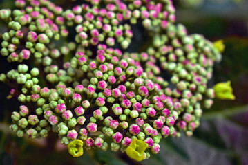 Budding pink flowers