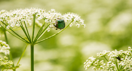 Beetle, cetonia aurata, sits and eats on the flowers off aegopodium podagraria on summer day.
