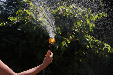 A sunlit stream of water. Watering garden crops with a watering gun.