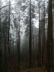 Forest pine tree in foggy