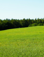 Green field in Kashubian village.