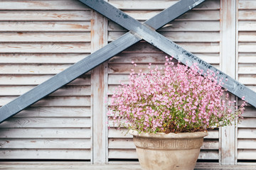Fototapeta premium Vintage flower pot with beautiful pink flowers on wooden background.