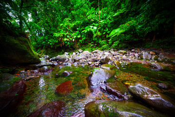 Rocks and small stream in Basse Terre jungle in Guadeloupe