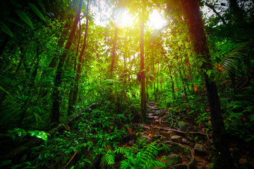 Dirt path in Basse Terre jungle at sunset