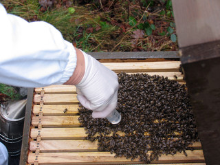 Vernichten der Varroamilbe im Bienenvolk mit Oxuvar im Dezember