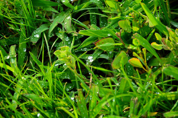 dew on the grass
