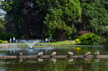 Obraz premium fountain in park