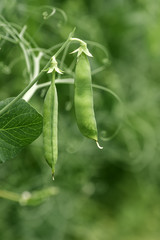 Locally grown green pea in organic garden