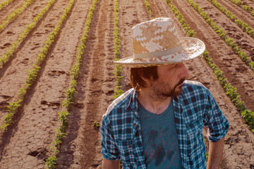 Farmer standing in cultivated soybean field, high angle view