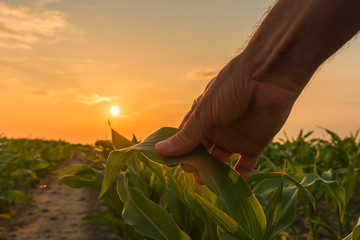Farmer is examining corn crop plants in sunset