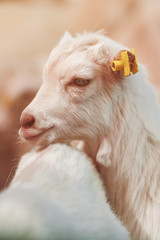 Cute baby goat kid in pen on livestock farm