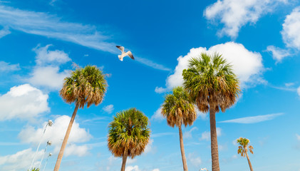 Seagull flying over palm trees in Clearwater Beach