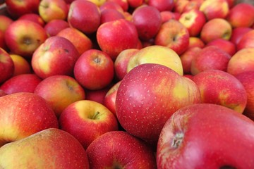 Fototapeta na wymiar Full frame close up of pile red yellow apples wellant