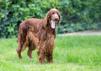Laughing happy irish setter pet dog yawning in the grass