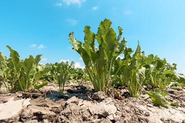 Sugar beet in field