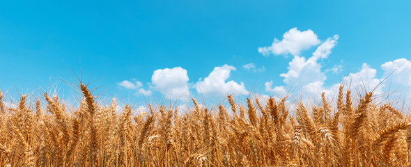 Golden wheat field panoramic low angle view