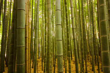 Bamboo stubs in the forest in Kyoto, Japan, enchanting forest of beautiful bamboo 