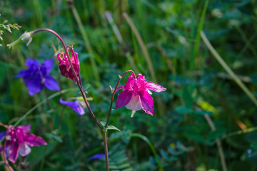 Wild flowers in a meadow in nature in the rays of sunlight in summer. Wild flowers in a meadow on a background of herbs.