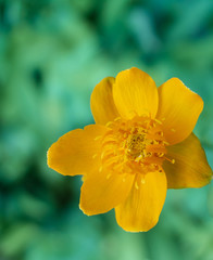Single flower of a trollius chines is plant