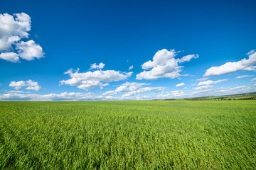 Obraz premium View of agricultural field with white fluffy clouds in blue sky at sunny summer day
